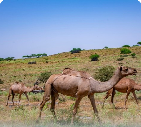 2025 Salalah Summer Deal by Flight